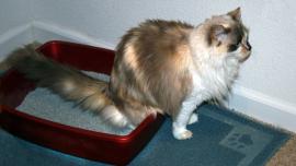 kucing susah kencing, kucing kencing berdayah