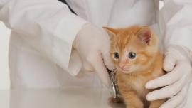 anak kucing dokter hewan