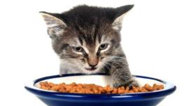 kekebalan tubuh kucing