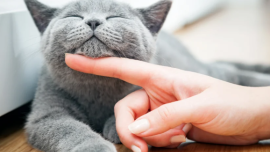 statistik menarik soal kucing