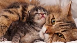 anak kucing mati karena beda golongan darah dengan ibunya