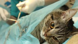 kebiri kucing, steril kucing