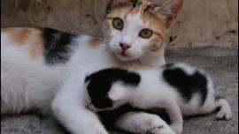 kolostrum kucing dari induk