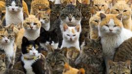 populasi kucing indonesia