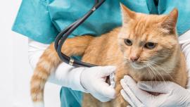 tanda tanda kucing sakit