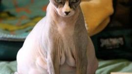 tanda tanda kucing hamil