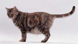 merawat kucing hamil