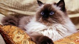 kucing himalayan