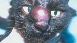 jamur kucing, jamur cryptococcus kucing, penyakit jamur kucing