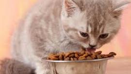 ganti makanan kucing