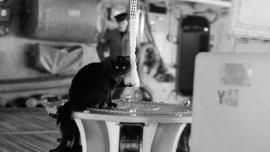 kucing dalam peperangan manusia