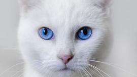 apakah kucing putih mata biru tuli ?