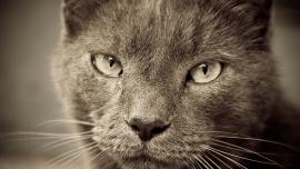 kucing senior umur maksimal kucing