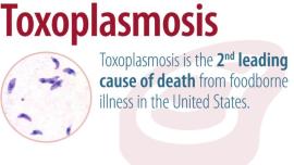 toxoplasma