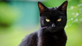 mitos kucing, kepercayaan dan takhayul kucing dari dalam dan luar negeri