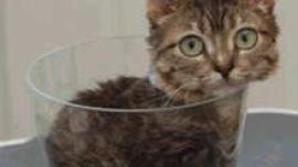 kucing terkecil di dunia