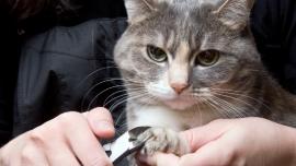 memotong kuku kucing