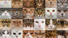 macam-majam jenis ras kucing