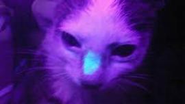 jamur ringworm pada kucing, bulu kucing rontok