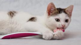 kucing perlu sikat gigi