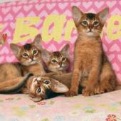 ras kucing abyssinian