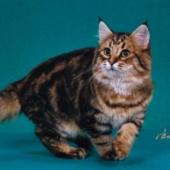 ras kucing american bobtail