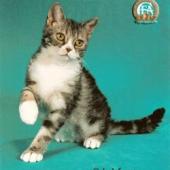 ras kucing american wirehair