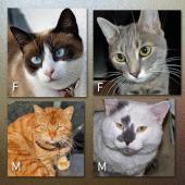 membedakan kucing jantan dan betina