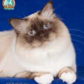 ras kucing birman