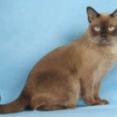 Ras kucing burmese