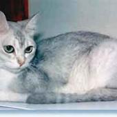 ras kucing burmilla