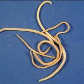 cacing gelang kucing