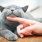 statistik menarik soal kucing