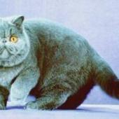 ras kucing exotic shortahair