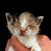 flu kucing, rhinotracheitis, herpes, calici, berulang,lysine