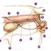 anatomi kelamin kucing jantan