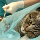 kebiri kucing, steril kucing