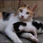 kolostrum kucing dari induk