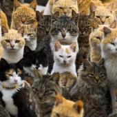 populasi kucing indonesia