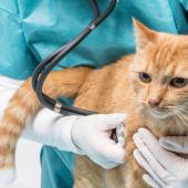 tanda tanda kucing sakit