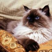 kucing himalayan