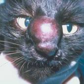 jamur kucing, jamur cryptococcus kucing, penyakit jamur kucing