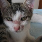 cara membasmi jamur di kucing