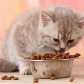 ganti makanan kucing