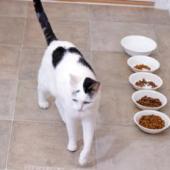 bahaya kucing tidak makan sehari