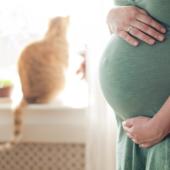 siklus hidup toksoplasma 