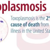 toxoplasma