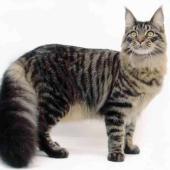 ras kucing mainecoon