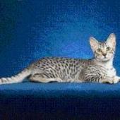 ras kkucing egyptian mau