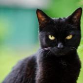 mitos kucing, kepercayaan dan takhayul kucing dari dalam dan luar negeri